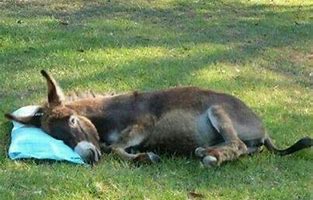sleeping donkey