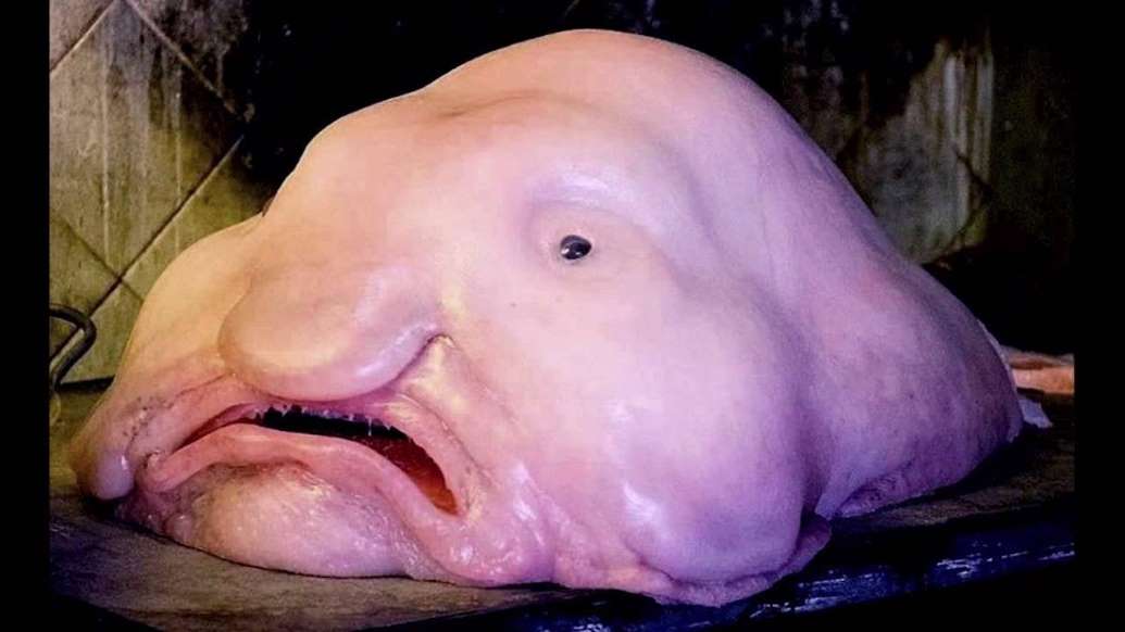 Blob Fish